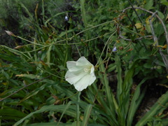 Calystegia purpurata