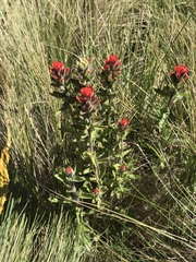 Castilleja arvensis pastorei