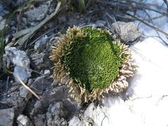 Selaginella gypsophila