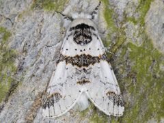 Furcula scolopendrina