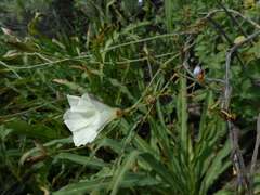 Calystegia purpurata