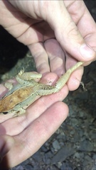 Leptodactylus poecilochilus