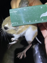 Dulzura Kangaroo Rat photo 4
