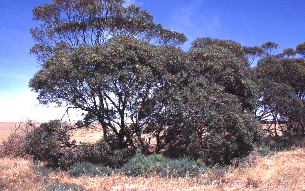 Yalata Mallee from Moorlands SA 5301, Australia on December 13, 1995 at 0638 AM by Dean Nicolle