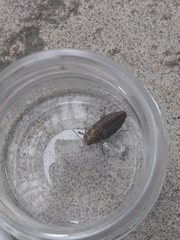 Buprestis striata