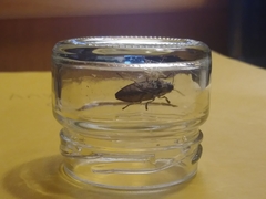 Buprestis striata