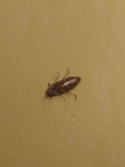 Buprestis striata