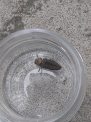 Buprestis striata