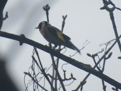 Carduelis carduelis