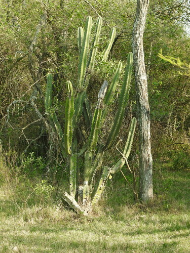 Cereus hankeanus (Cereus hankeanus)