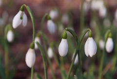Galanthus plicatus