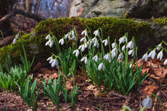 Galanthus plicatus