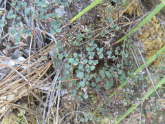 Argyrochosma microphylla