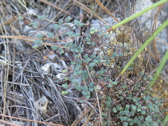 Argyrochosma microphylla