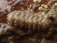 Image of Callistochiton crassicostatus