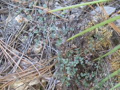 Argyrochosma microphylla