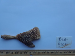 Amanita radiata