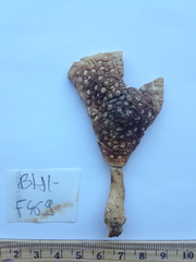 Amanita radiata