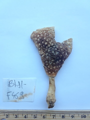 Amanita radiata