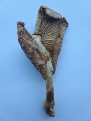Amanita radiata