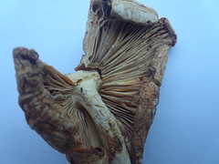 Amanita radiata