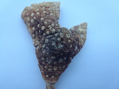 Amanita radiata