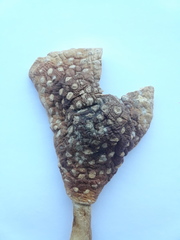 Amanita radiata