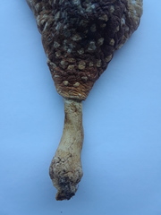 Amanita radiata