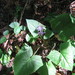 Prenanthes petiolata - Photo (c) Vladimir Travkin, some rights reserved (CC BY-NC), uploaded by Vladimir Travkin