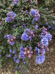 Ceanothus impressus