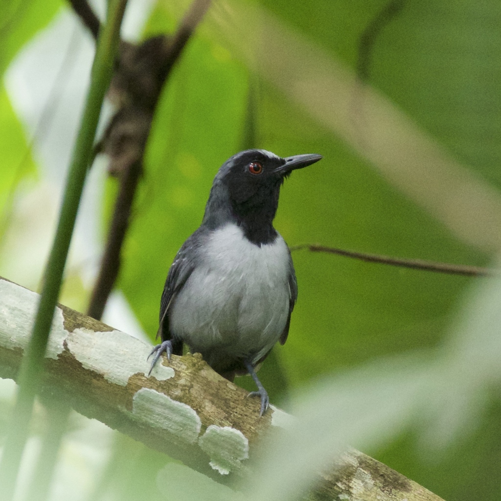 Ash-breasted Antbird photo
