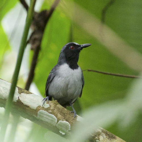 Ash-breasted Antbird