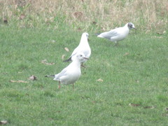 Chroicocephalus ridibundus