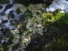 Gyalolechia bracteata