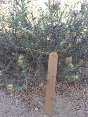 Haloxylon salicornicum