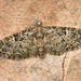 Eupithecia dodoneata - Photo (c) Paolo Mazzei,  זכויות יוצרים חלקיות (CC BY-NC), הועלה על ידי Paolo Mazzei