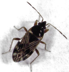 Paramyocara iridescens