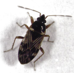 Paramyocara iridescens