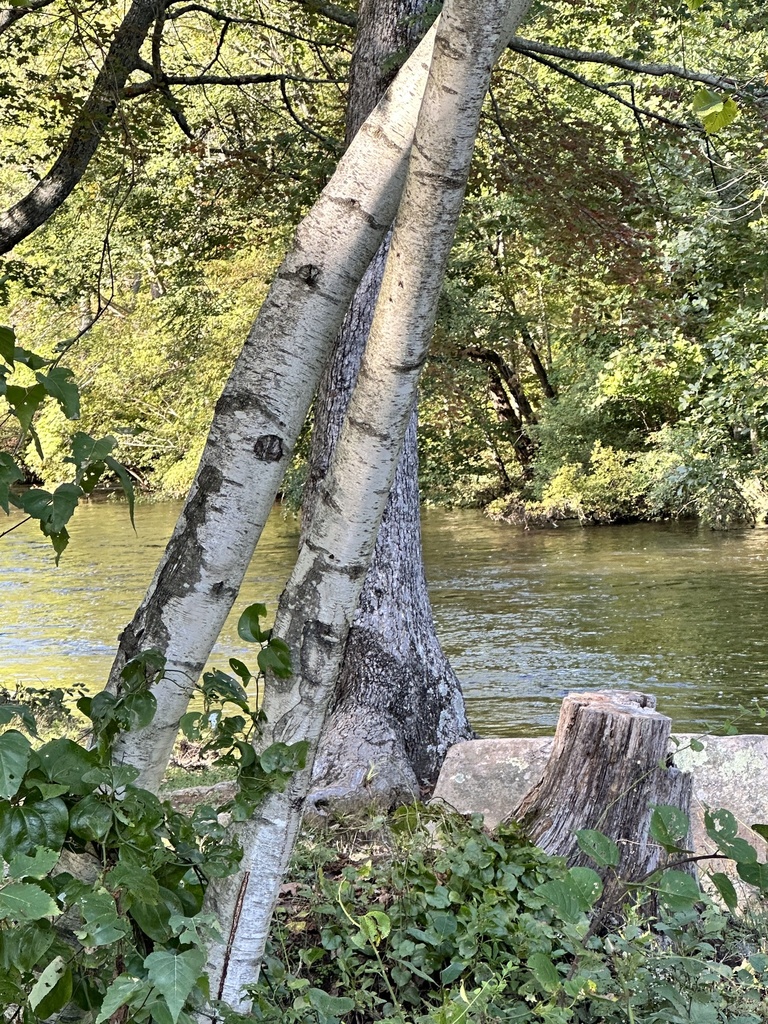 gray birch from Prospect St, Willimantic, CT, US on September 21, 2023
