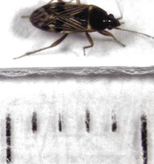 Paramyocara iridescens
