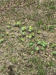 Eranthis hyemalis