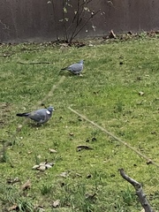 Columba palumbus