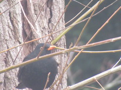 Turdus merula