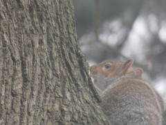 Sciurus carolinensis