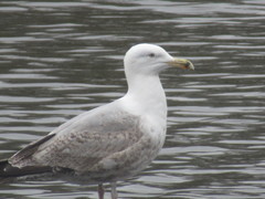 Larus argentatus