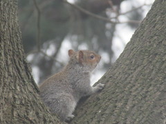 Sciurus carolinensis