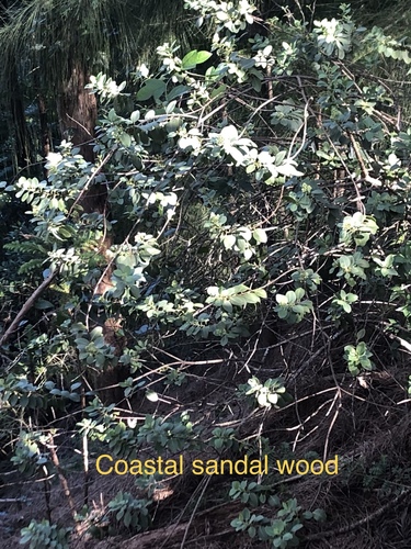 Santalum ellipticum