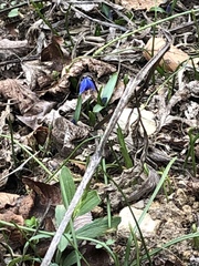 Scilla siberica