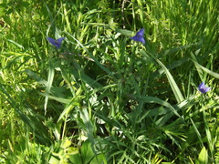 Tradescantia ohiensis