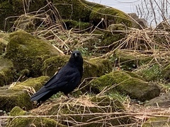 Corvus corone
